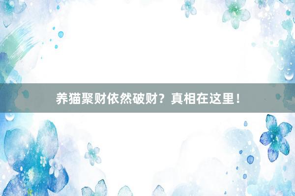 养猫聚财依然破财？真相在这里！