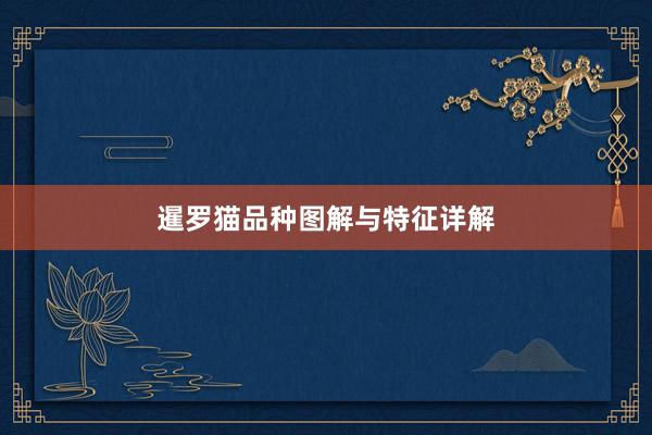 暹罗猫品种图解与特征详解